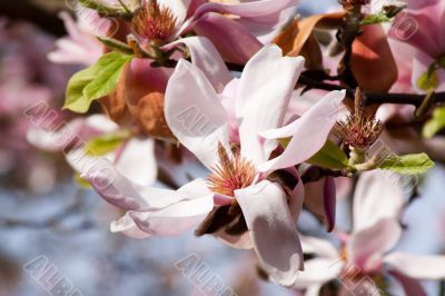 Magnolia