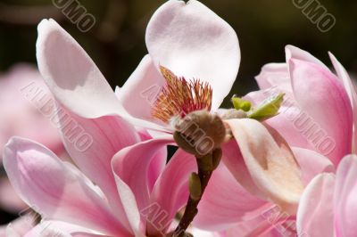 Magnolia