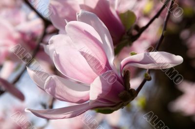 Magnolia