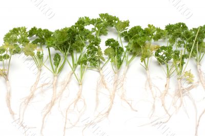 Green parsley with root