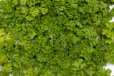 Background parsley