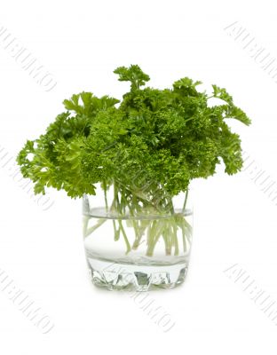 Green parsley