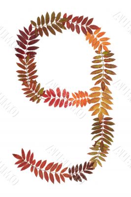 Numeral nine 9 put from autumn sheet