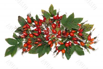 Wild rose with green sheet