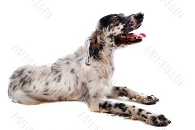 english setter