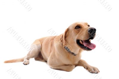 labrador retriever