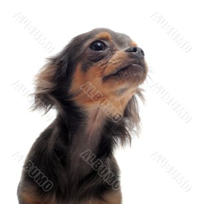 puppy chihuahua