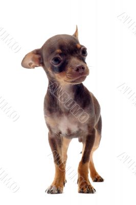puppy chihuahua