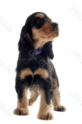 puppy english cocker
