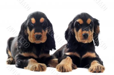 puppies english cocker