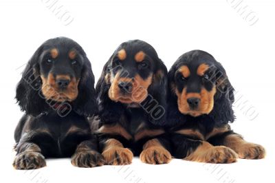 puppies english cocker