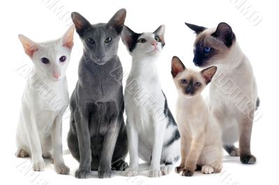 oriental and siamese cats