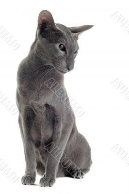 gray oriental cat