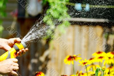 Watering Flowers