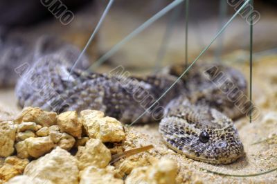 Pit viper