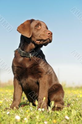 puppy labrador retriever