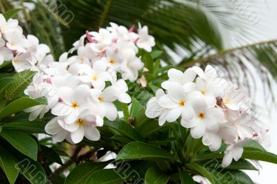 Racemes to magnolias