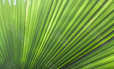 Palm sheet peek-a-boo from sun