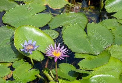 Two lilies with green sheet