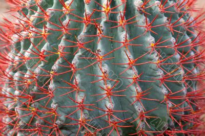 Blue cactus with red needle
