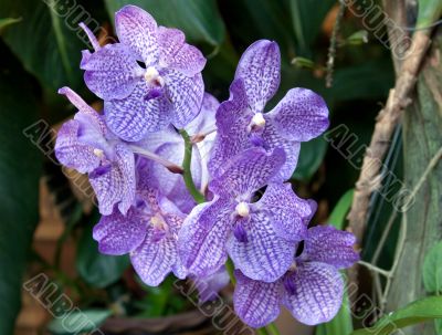 Flowerses to blue orchids