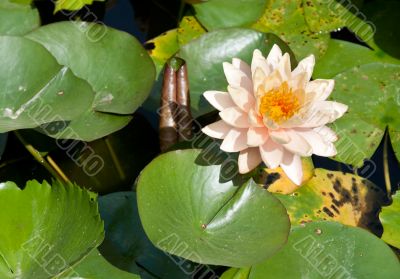 Lilies with green sheet