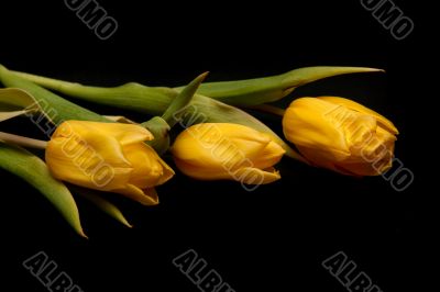 Three yellow tulips