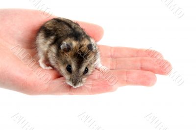 Hamster on palm