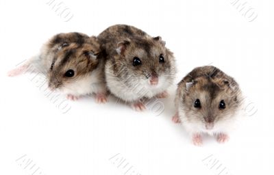 Three hamsters
