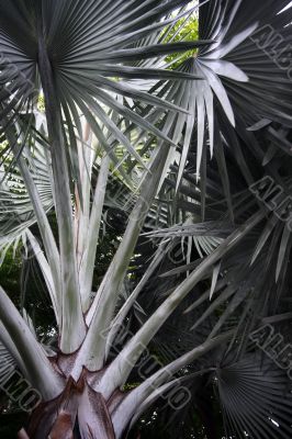 Leaves of palm
