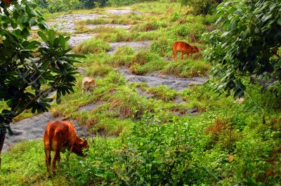 Cows on the Rocky Hill