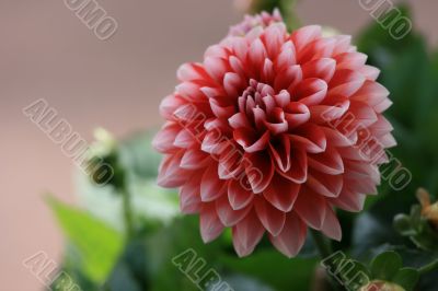 Dahlia