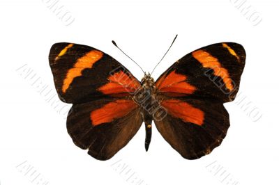 colorful butterfly