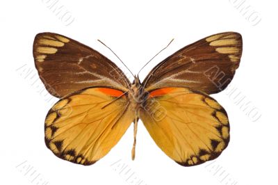 yellow butterfly