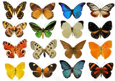 colorfull butterfly