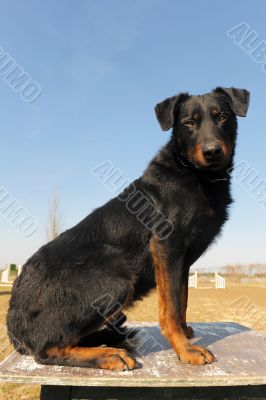 french shepherd