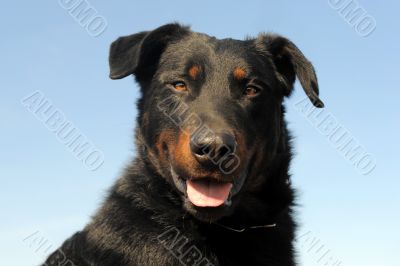 french shepherd