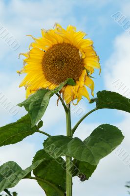 Mature sunflower on background sky