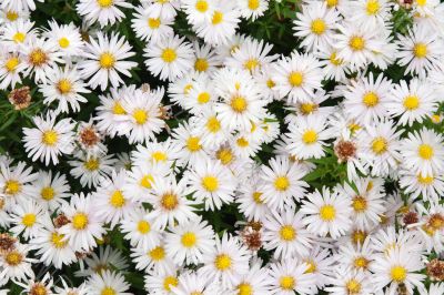 Background from daisywheel