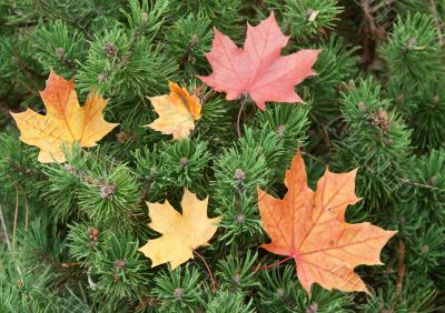 Autumn maple leaves