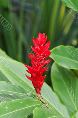 Exotic red flower