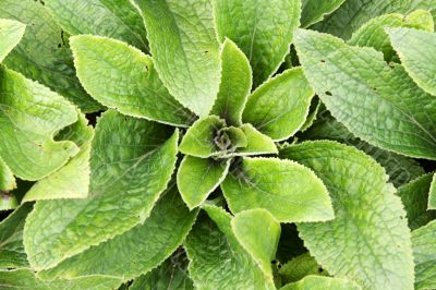 Green bush with sheet