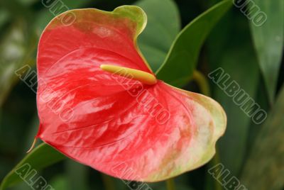 Red exotic flower