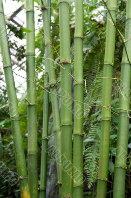 Green bamboo