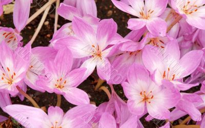 Flowerbed with violet colour crocus