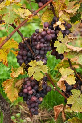 Blue grape grows with yellow sheet