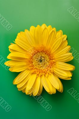 Yellow flower gerbera