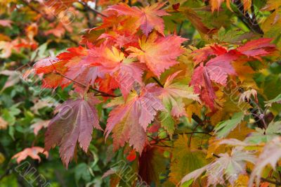 Autumn sheet on green herb