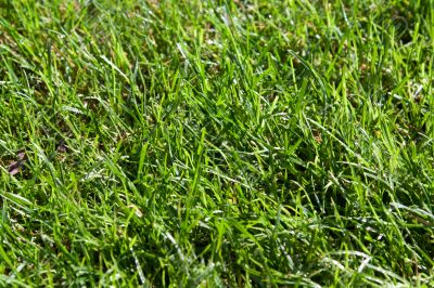 Green herb with dewdrop