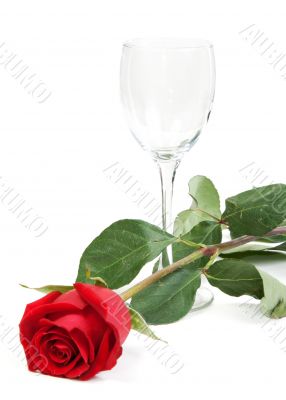 Red rose and a glass cup